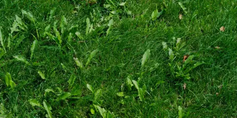 Un tableau des mauvaises herbes envahit cette pelouse verte. Des feuilles dentelées se mêlent à l'herbe dense, créant un tapis naturel.