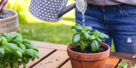 Arrosage basilic en pot, avec une arrosoir en métal. Les feuilles vertes et fraîches du basilic sont arrosées.