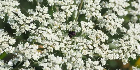 Gros plan sur une ombelle de carotte sauvage blanche, avec un petit insecte noir posé au centre.