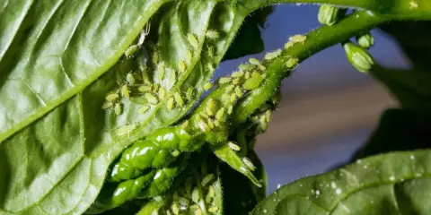 Des pucerons verts infestent une tige et des feuilles de plante. Un traitement puceron est nécessaire pour sauver le végétal.
