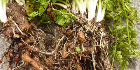 Racines et tubercules de châtaigne de terre, avec des feuilles vertes et des racines fines et entrelacées.