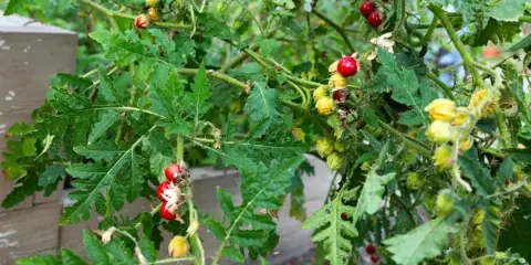 Plantes de morelle de Balbis avec des baies rouges et jaunes mûres, des feuilles découpées et des tiges épineuses.