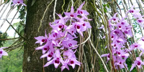 Grappe de fleurs orchidées violettes, une plante épiphyte, s'épanouissant sur un tronc d'arbre couvert de racines aériennes.