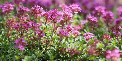 Champ de thym serpolet aux fleurs roses et violettes, avec un feuillage vert dense.