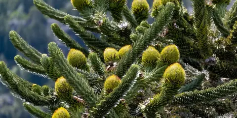 Gros plan sur les cônes et les aiguilles d'un Araucaria, une des variétés de pins et sapins aux formes uniques.