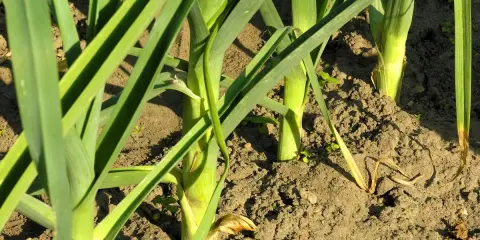 Des poireaux plantés à bonne distance dans la terre, leurs longues feuilles vertes se dressent fièrement.