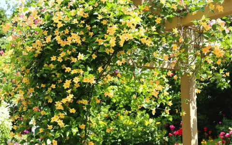 Une **plante grimpante croissance rapide** aux fleurs jaunes éclabousse une pergola en bois. Le feuillage dense est parsemé de grappes de fleurs en trompette.