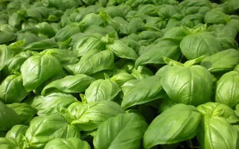 Un champ dense de basilic grand vert, ses feuilles brillantes formant une mer d'un vert éclatant, promettant des saveurs estivales.