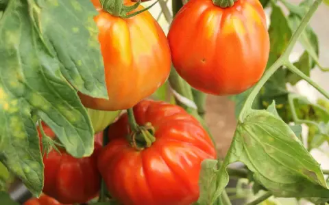 Gros plan sur des tomates mûres, certaines orangées, d'autres rouges, sur leur pied. Ces tomates sans pépins promettent une chair savoureuse.