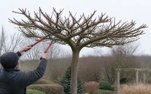 Un homme taille un mûrier platane avec des sécateurs. L'arbre est en forme de parasol, ses branches nues s'étendent vers le ciel gris.
