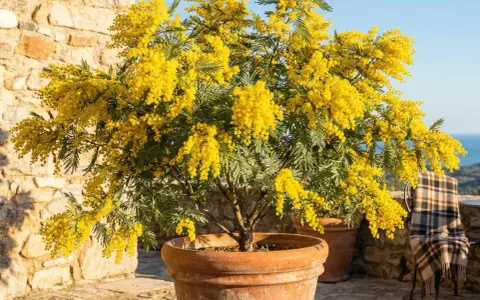 Un magnifique mimosa en pot, éclatant de fleurs jaunes, sur une terrasse en pierre avec un plaid sur une chaise.