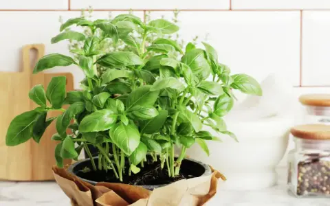 Un plant de basilic en pot, prêt pour son entretien, trône sur un plan de travail. Ses feuilles vertes luxuriantes promettent de parfumer vos plats.