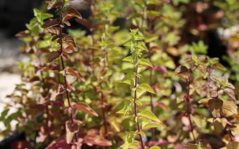 Plantes d'origanum majorana aux feuilles vertes et pourpres, avec des tiges rouges.