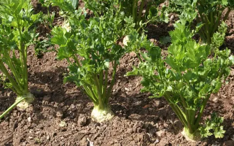 Des plants de céleri branche poussent dans un sol brun, leurs feuilles vertes luxuriantes se dressant fièrement.