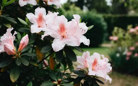 Magnifique floraison d'azalées roses pâles, leurs pétales délicats s'ouvrant sur un jardin verdoyant.