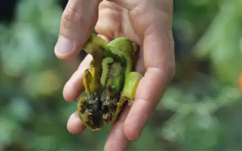 Main d'un jardinier tenant une tomate abîmée par la noctuelle de la tomate. Traitement nécessaire pour protéger les cultures.