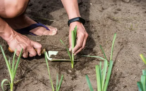 Mains plantant des poireaux dans la terre. C'est le bon moment pour savoir quand planter les poireaux d'hiver.