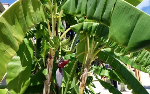 Un bananier extérieur luxuriant avec des feuilles vertes vibrantes et une fleur de bananier pourpre. De petites bananes vertes commencent à se former.