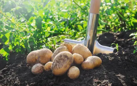 Un tas de pommes de terre fraîchement arrachées du sol, prêtes pour la récolte. La pelle à côté indique le moment idéal quand ramasser les pommes de terre.