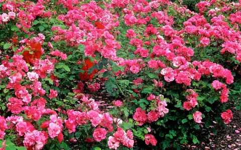 Un parterre de rosiers roses et rouges, luxuriants et éclatants. Ces rosiers jamais malades promettent une floraison généreuse et durable.