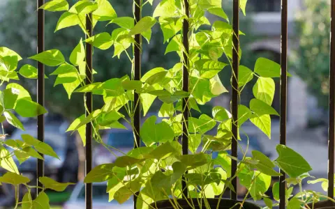 Des tiges de haricot grimpant s'enroulent autour de barreaux verticaux, leurs feuilles vertes lumineuses baignées de soleil.