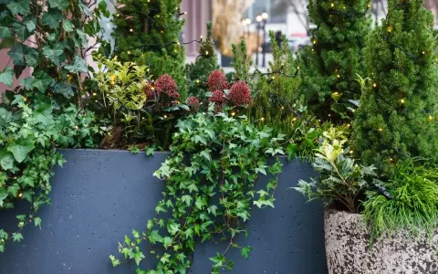 Plante balcon nord : lierre grimpant, conifères et baies rouges illuminés par des guirlandes lumineuses dans une jardinière sombre.