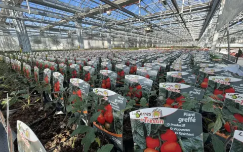 Des rangées de plants de tomate greffée s'étendent sous la serre, promettant une récolte abondante.