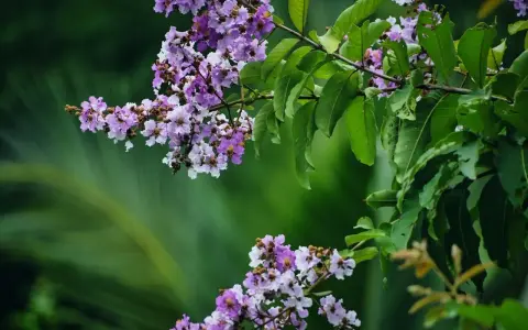 Grappes de fleurs mauves et blanches sur une branche de lilas des Indes, avec des feuilles vertes luxuriantes en arrière-plan.