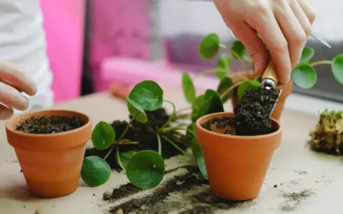 Maintenant, je vais rempoter une plante dans un nouveau pot en terre cuite.