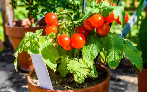 Tomates en pot, rouges et mûres, prêtes à être cueillies. Un plant de tomates en pot avec une étiquette blanche.