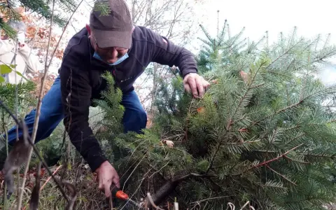 Un homme en tenue décontractée est en train de couper son sapin de Noël dans une forêt. Une autre personne est visible en arrière-plan.
