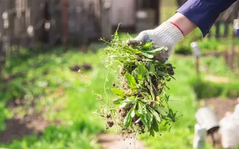 Maintenant, que faire des mauvaises herbes arrachées ? Une main gantée tient une poignée de mauvaises herbes fraîchement arrachées, prêtes à être compostées ou éliminées.