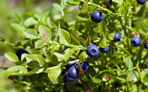 Gros plan sur un myrtillier en pot, ses baies bleues foncées mûres et ses feuilles vertes.