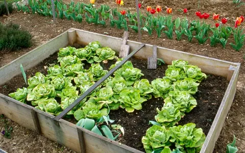 Un carré potager rempli de laitues prêtes à être repiquées. Des tulipes colorées bordent le jardin en arrière-plan.