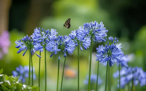 Un papillon voltige au-dessus d'une grappe de fleurs d'été bleues, capturant la beauté éphémère d'une journée ensoleillée.