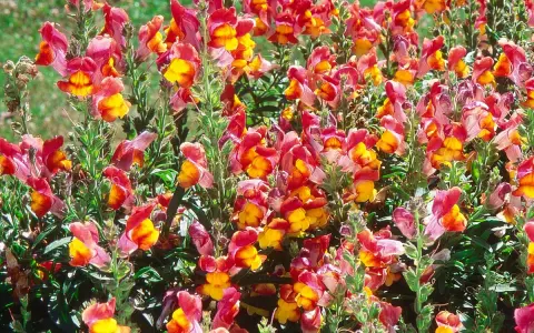 Un parterre de muflier fleur aux teintes vives de rose et de jaune, formant un tapis coloré et joyeux.