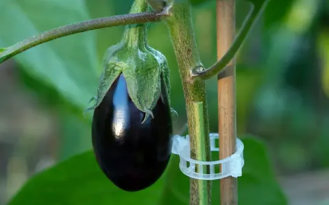 Une jeune aubergine, brillante et sombre, se développe sur sa tige. La culture aubergine est un art patient.