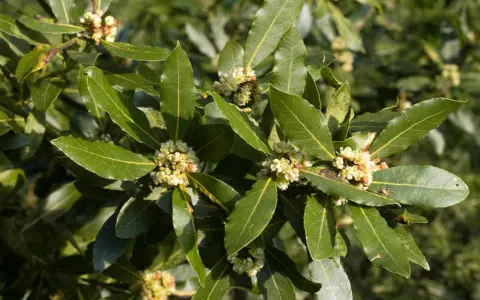 Rameau de laurier sauce avec de petites fleurs crème. La hauteur de la plante est impressionnante, ses feuilles vertes foncées sont lustrées.