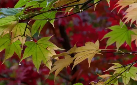 Feuilles d'érable du Japon, certaines vertes, d'autres jaunies, avec des gouttes d'eau. Le fond rouge suggère une maladie ou le début de l'automne.