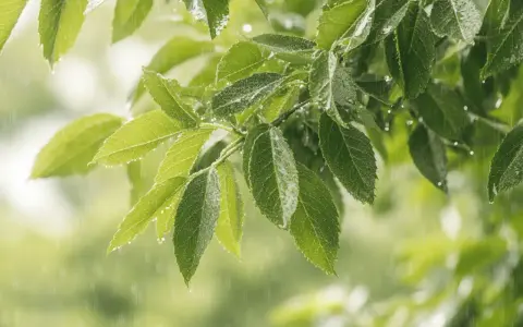 Feuilles de frêne sous la pluie, un inconvénient du frêne est sa sensibilité à l'humidité excessive qui peut favoriser les maladies fongiques.