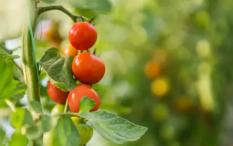Tomates rouges mûres sur une branche. Pensez à quel légume ne pas planter à côté des tomates pour une récolte réussie.