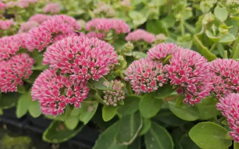 Gros plan sur des grappes de fleurs roses vives d'une plante couvre-sol qui adore le soleil. Les feuilles vertes épaisses sont visibles en arrière-plan.