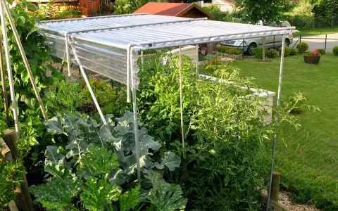 Un abri simple pour protéger vos tomates. Ce toit protège les plants des intempéries, idéal pour un jardin potager.