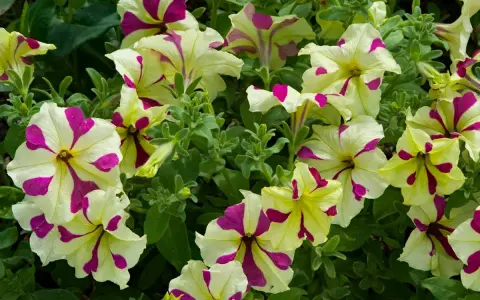Petunias bicolores, crème et fuchsia, dans une jardinière, leurs pétales rayés évoquent des coups de pinceau artistiques.