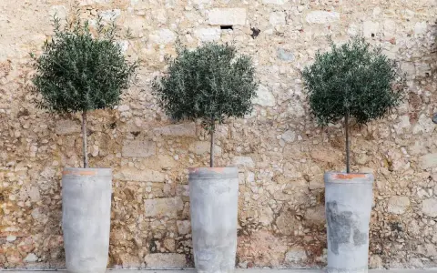 Trois oliviers taillés en boule dans des pots en béton devant un mur de pierres.