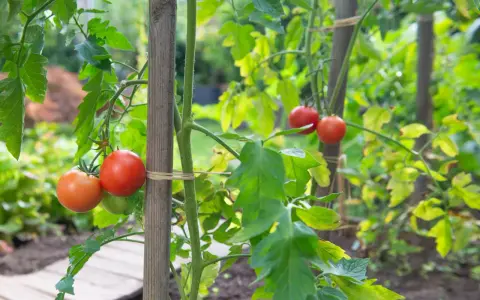Des tomates rouges mûres pendent de tiges vertes, soutenues par des piquets en bois. Ces variétés de tomates rampantes promettent une récolte savoureuse.