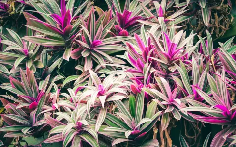 Un tapis de cordyline aux feuilles vertes et roses vibrantes, certaines feuilles sèches ajoutent une touche de contraste à cette végétation luxuriante.
