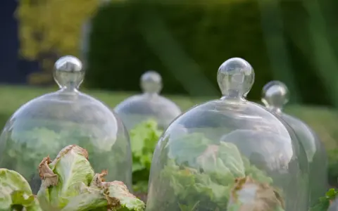 Salades protégées sous cloches de verre. Une limace noire, invisible, attend son heure pour festoyer.