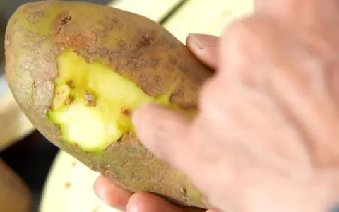 Une main touche une pomme de terre verte, révélant sa chair jaune vif sous la peau.
