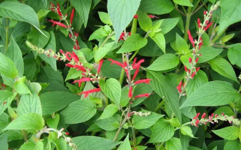 Plantes de sauge ananas aux fleurs rouges vives, avec des feuilles vertes luxuriantes.